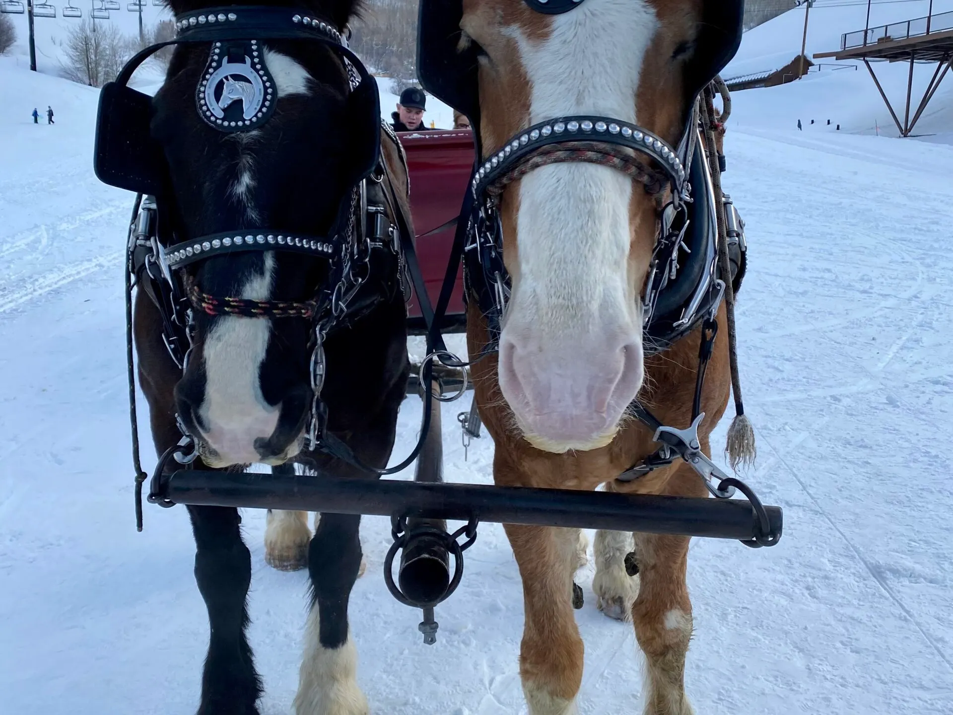 two horses in the snow