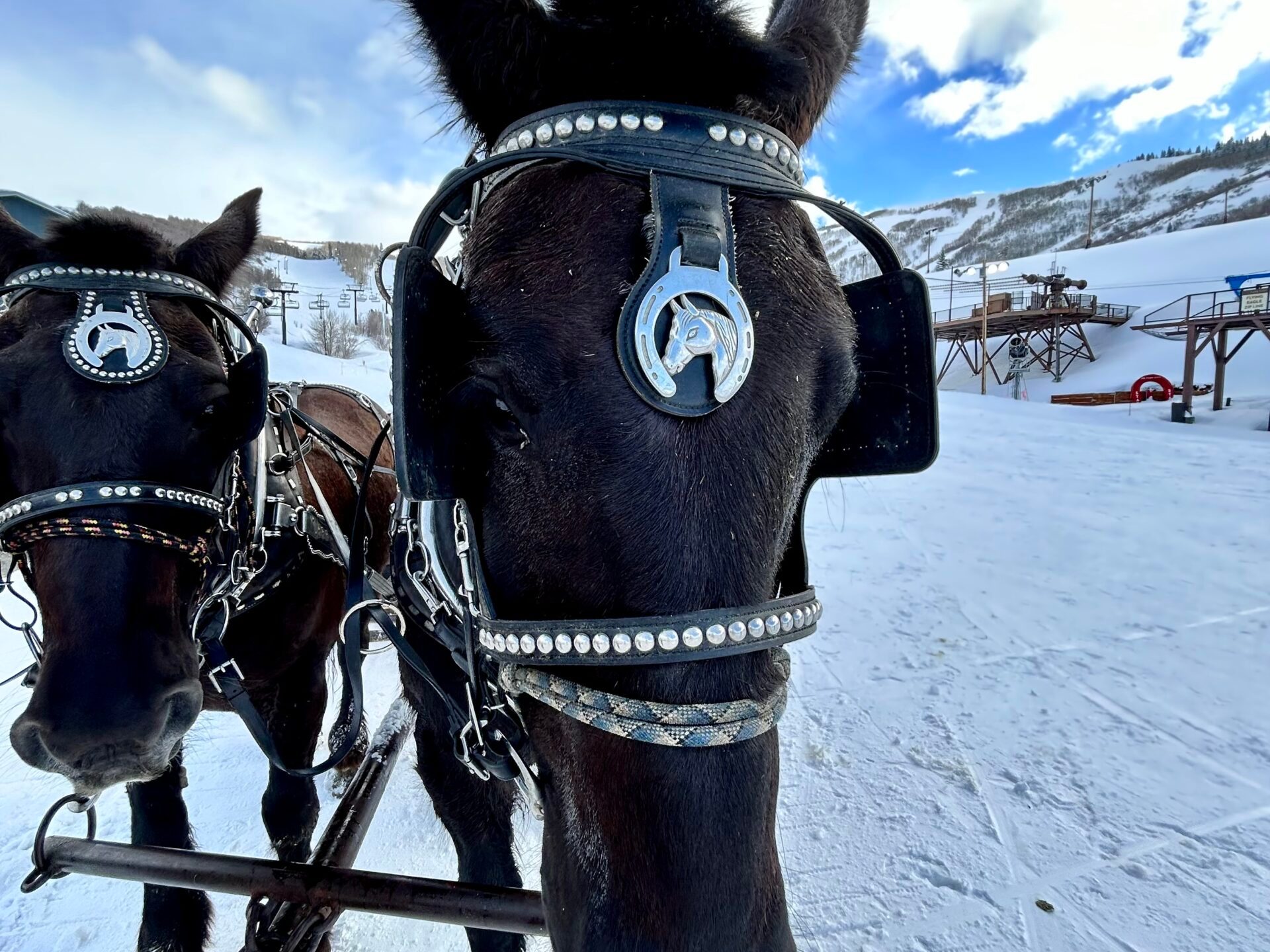 a horse that is standing in the snow
