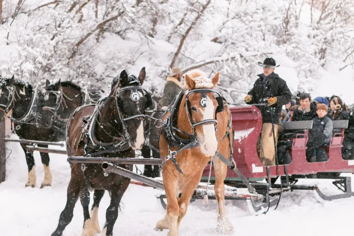 Horse-drawn sleigh with people in winter snow, surrounded by snowy trees.